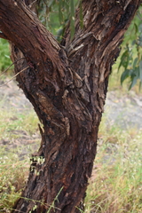 Eucalyptus viminalis