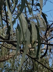 Eucalyptus goniocalyx