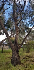 Eucalyptus goniocalyx