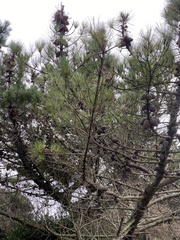 Pinus