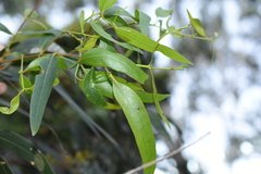 Eucalyptus viminalis