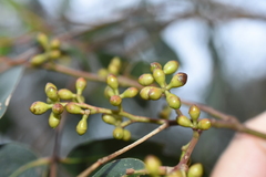 Eucalyptus viminalis