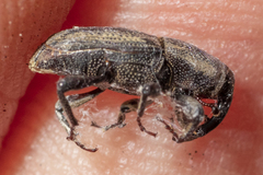 Sphenophorus