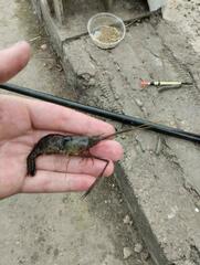 Macrobrachium nipponense