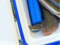 Platycephalus indicus