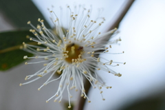 Eucalyptus viminalis