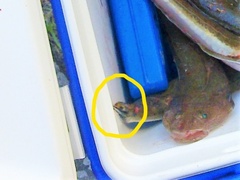 Platycephalus indicus