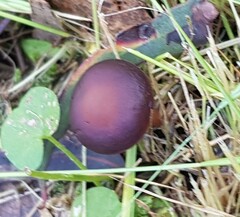 Cortinarius archeri