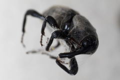 Sphenophorus