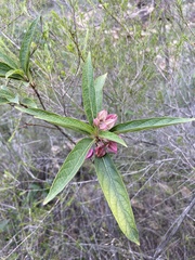Clerodendrum fortunatum