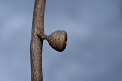 Eucalyptus viminalis