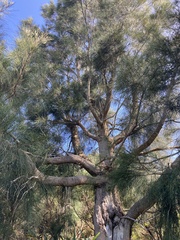 Casuarina cunninghamiana