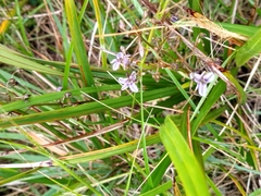 Dianella brevicaulis