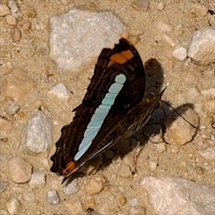 Adelpha iphiclus iphiclus