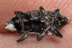 Sphenophorus