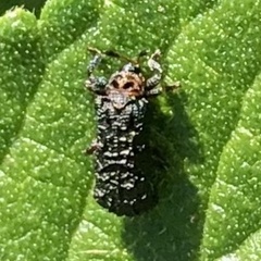 Octotoma scabripennis