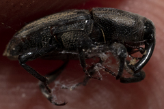 Sphenophorus