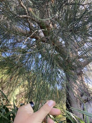 Casuarina cunninghamiana