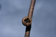 Eucalyptus viminalis