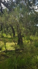 Melaleuca styphelioides