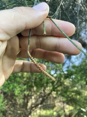 Casuarina cunninghamiana