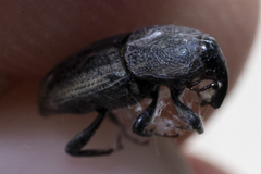Sphenophorus
