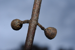 Eucalyptus viminalis