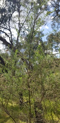 Melaleuca styphelioides