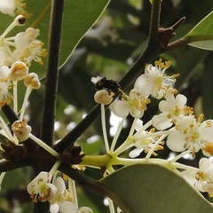 Homotrigona apicalis