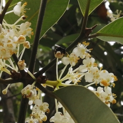 Homotrigona apicalis