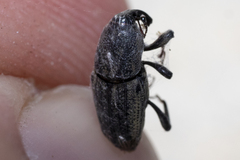 Sphenophorus
