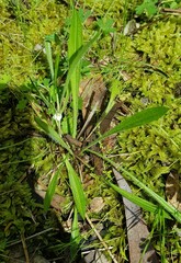 Plantago varia