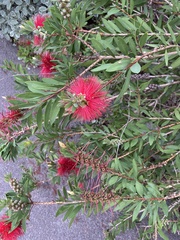 Melaleuca