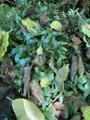 Arthropteris tenella