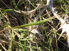 Acrida turrita
