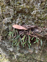 Notogrammitis billardierei