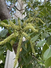 Juglans major