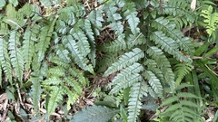 Arachniodes rhomboidea