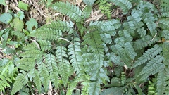 Arachniodes rhomboidea