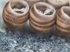 Agaeus
