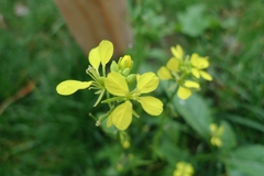 Brassiceae