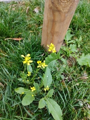 Brassiceae