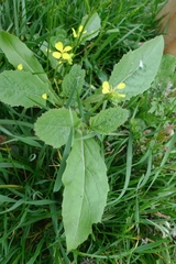 Brassiceae