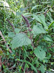Coleus