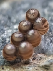 Agaeus