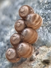 Agaeus