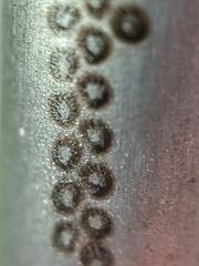 Agaeus