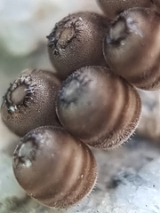 Agaeus