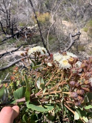 Angophora hispida