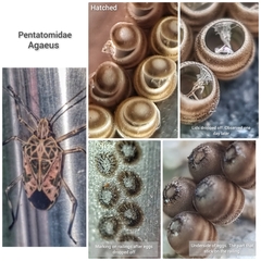 Agaeus